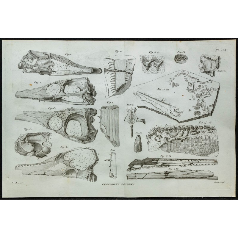 1836 - Crânes et mâchoires de crocodiles fossiles 1836 - Crânes et mâchoires de crocodiles fossiles