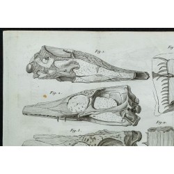 1836 - Crânes et mâchoires de crocodiles fossiles 