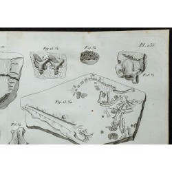 1836 - Crânes et mâchoires de crocodiles fossiles 