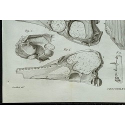 1836 - Crânes et mâchoires de crocodiles fossiles 