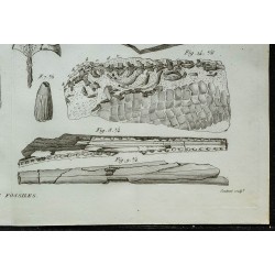1836 - Crânes et mâchoires de crocodiles fossiles 