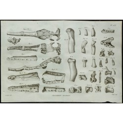 1836 - Ossements et crânes de crocodiles fossiles 