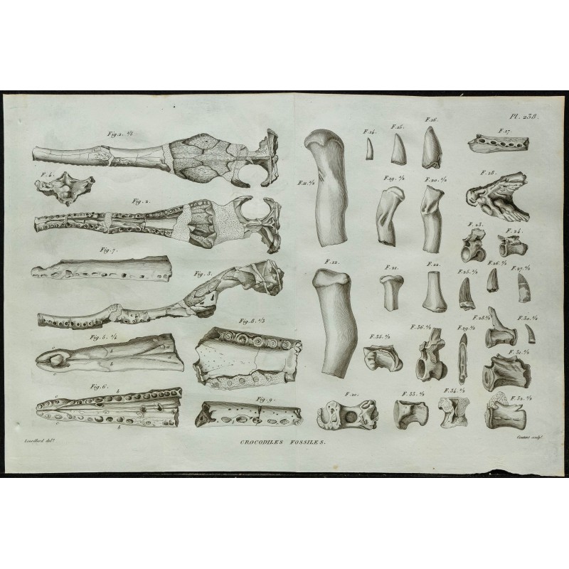 1836 - Ossements et crânes de crocodiles fossiles 1836 - Ossements et crânes de crocodiles fossiles