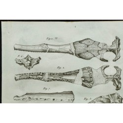 1836 - Ossements et crânes de crocodiles fossiles 