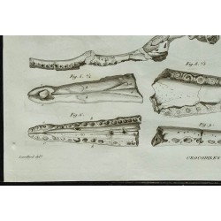 1836 - Ossements et crânes de crocodiles fossiles 