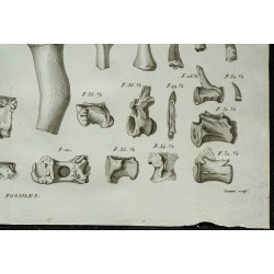 1836 - Ossements et crânes de crocodiles fossiles 