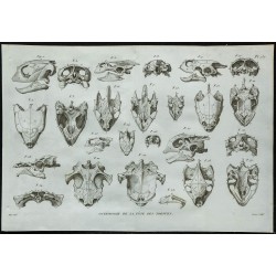 1836 - Crânes de tortues marines et d'eau douce 