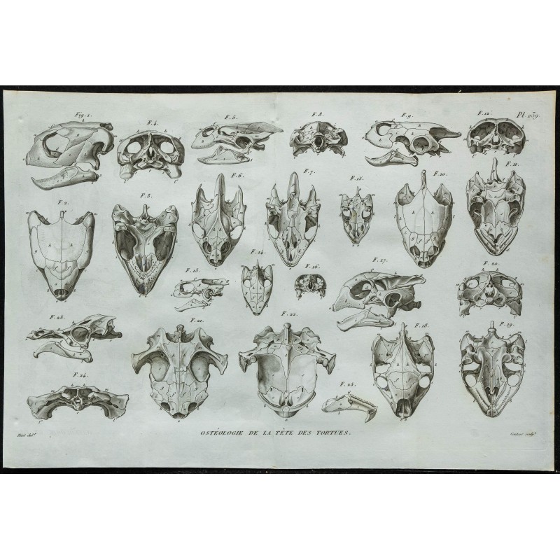 1836 - Crânes de tortues marines et d'eau douce 1836 - Crânes de tortues marines et d'eau douce