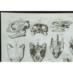 1836 - Crânes de tortues marines et d'eau douce 
