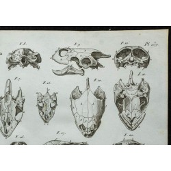 1836 - Crânes de tortues marines et d'eau douce 