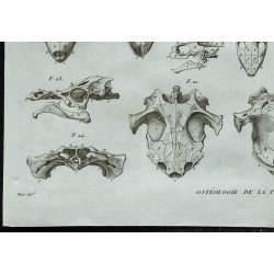 1836 - Crânes de tortues marines et d'eau douce 