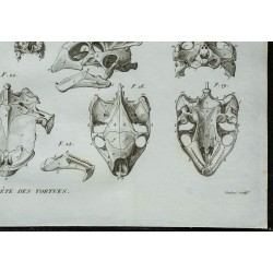 1836 - Crânes de tortues marines et d'eau douce 