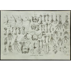 1836 - Pattes et plastrons de tortues 