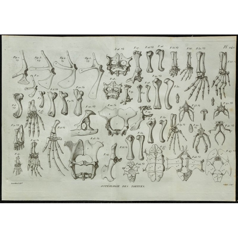 1836 - Pattes et plastrons de tortues 1836 - Pattes et plastrons de tortues