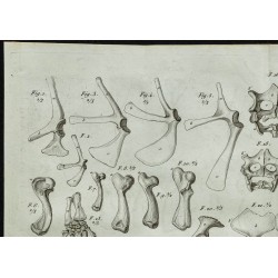 1836 - Pattes et plastrons de tortues 
