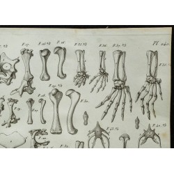 1836 - Pattes et plastrons de tortues 