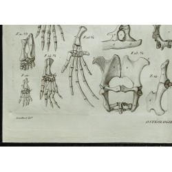 1836 - Pattes et plastrons de tortues 