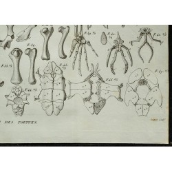 1836 - Pattes et plastrons de tortues 