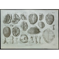 1836 - Os fossiles et cuirasses de tortues 