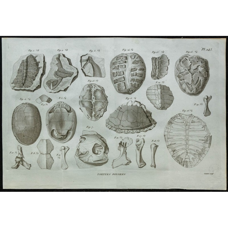 1836 - Os fossiles et cuirasses de tortues 