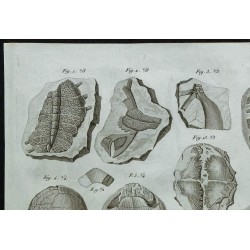 1836 - Os fossiles et cuirasses de tortues 