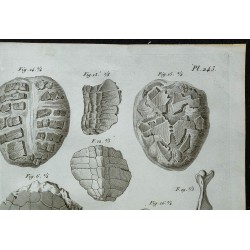 1836 - Os fossiles et cuirasses de tortues 