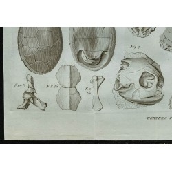 1836 - Os fossiles et cuirasses de tortues 