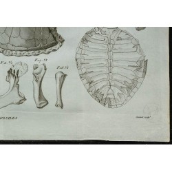 1836 - Os fossiles et cuirasses de tortues 