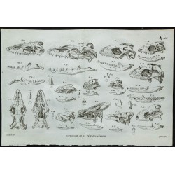 1836 - Crânes de lézards 