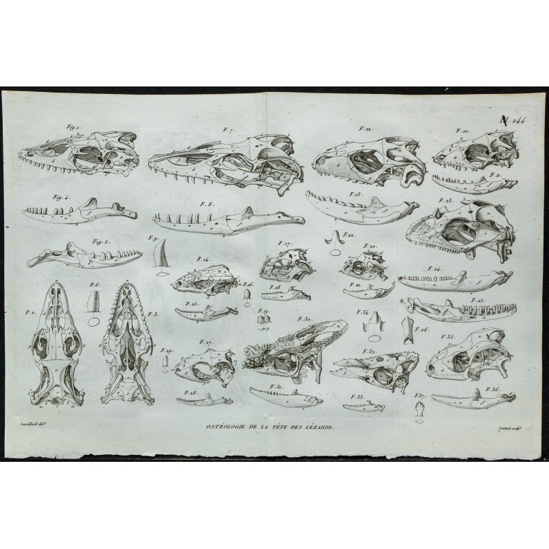 1836 - Crânes de lézards 1836 - Crânes de lézards