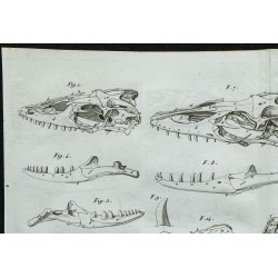 1836 - Crânes de lézards 