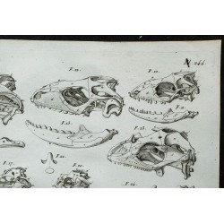 1836 - Crânes de lézards 