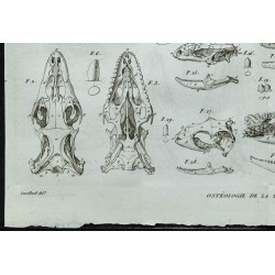 1836 - Crânes de lézards 