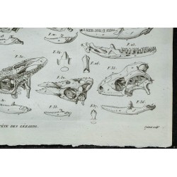 1836 - Crânes de lézards 