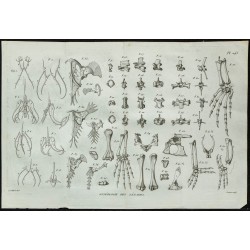 1836 - Anatomie osseuse des lézards 