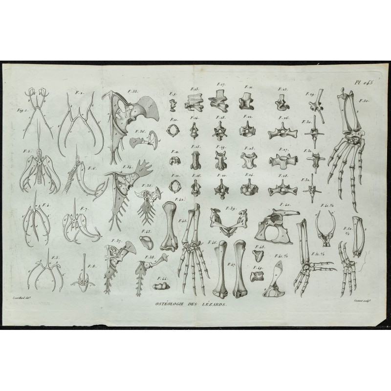 1836 - Anatomie osseuse des lézards 1836 - Anatomie osseuse des lézards