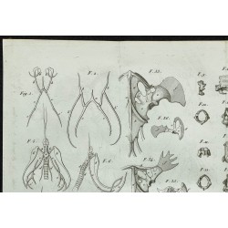 1836 - Anatomie osseuse des lézards 