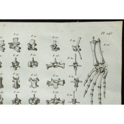 1836 - Anatomie osseuse des lézards 