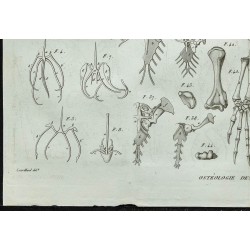 1836 - Anatomie osseuse des lézards 