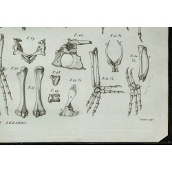 1836 - Anatomie osseuse des lézards 