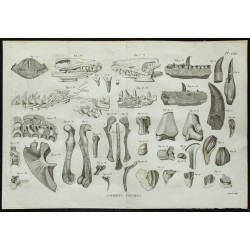 1836 - Crânes et mâchoires de sauriens 