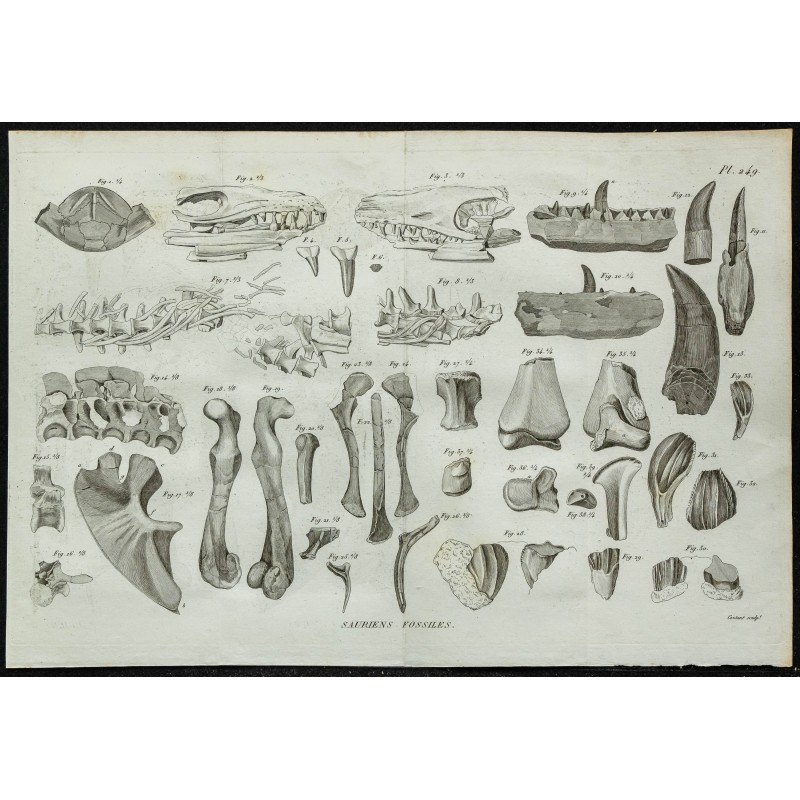 1836 - Crânes et mâchoires de sauriens 1836 - Crânes et mâchoires de sauriens