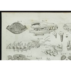 1836 - Crânes et mâchoires de sauriens 
