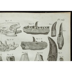1836 - Crânes et mâchoires de sauriens 