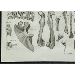 1836 - Crânes et mâchoires de sauriens 