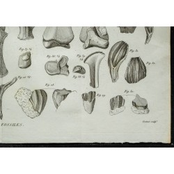 1836 - Crânes et mâchoires de sauriens 