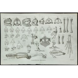 1836 - Anatomie des grenouilles et crapauds 