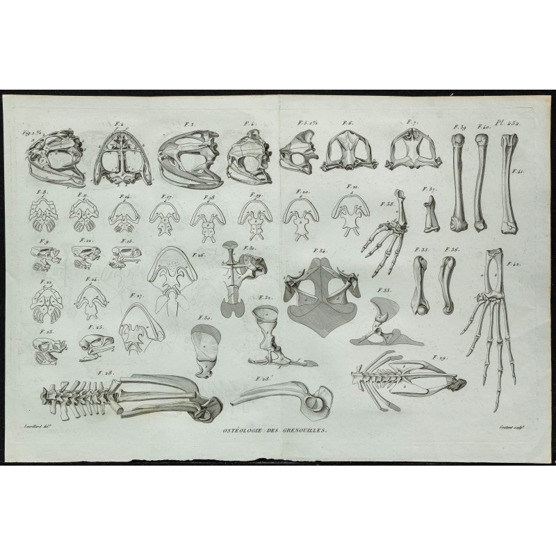 1836 - Anatomie des grenouilles et crapauds 1836 - Anatomie des grenouilles et crapauds