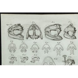 1836 - Anatomie des grenouilles et crapauds 