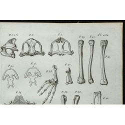 1836 - Anatomie des grenouilles et crapauds 
